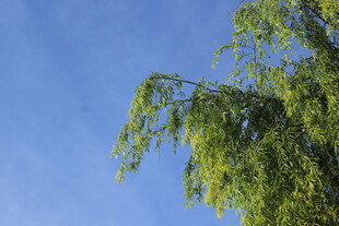 蓝天映衬下的翠绿柳枝