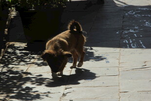 两只狗狗在户外玩耍