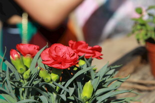 娇艳红色康乃馨盆栽