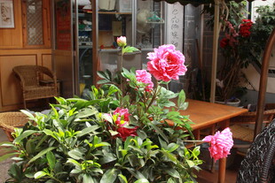 窗边绽放的娇艳花卉