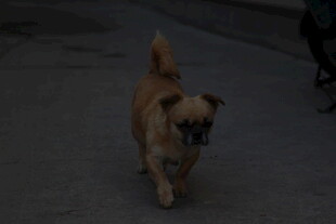 行走的棕色小狗