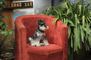 红椅上的可爱雪纳瑞犬