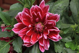 娇艳粉白大丽花绽放