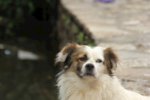 可爱小狗户外神情专注