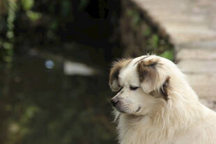 河边的白毛小狗