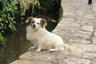 溪边萌犬惬意休憩