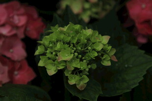 翠绿绣球花绽放