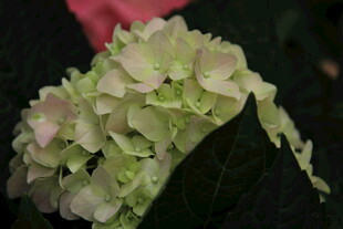 淡绿色绣球花特写