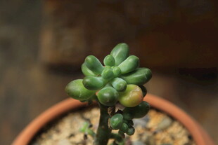小巧多肉植物盆栽