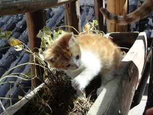 小猫在木架旁玩耍
