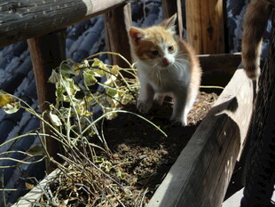 木槽中的可爱猫咪