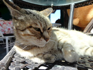 慵懒猫咪惬意躺卧