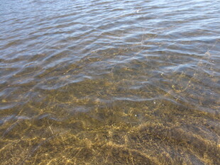 清澈水面泛起细微涟漪