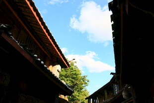 古巷上空的蓝天绿树