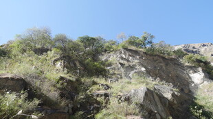 陡峭山坡上的繁茂植被