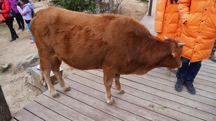 站在木板上的棕色耕牛