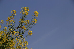 蓝天映衬下的黄色花枝