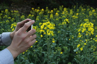 手拍油菜花海美景