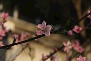 枝头绽放的粉嫩桃花