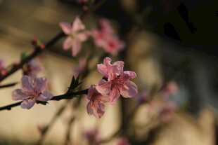 枝头绽放的粉嫩桃花