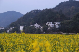 春日油菜花海与山间村落