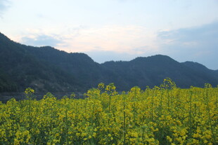 山间油菜花海美景