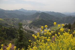 山间油菜花海村落美景