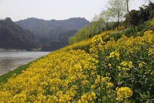 河畔油菜花田美景