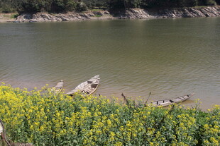 湖畔油菜花绽放美景