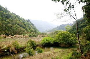 婺源山间绿野小溪自然风光
