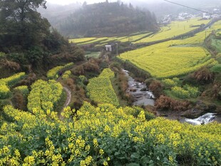 婺源山间油菜梯田美景