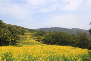 婺源山间灿烂的金黄油菜花田