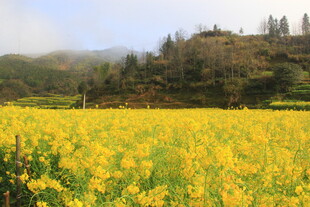 婺源金黄油菜花海 山间美景