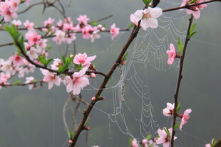 婺源枝头桃花与蛛网的景致