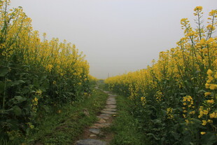 婺源雾中油菜小径美景