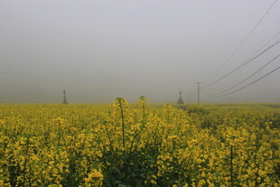 婺源雾中灿烂的黄色油菜花田