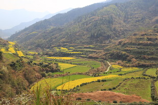 婺源山间梯田美景