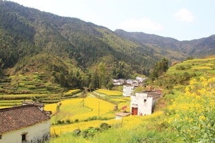 婺源山间田园风光 金黄油菜花田