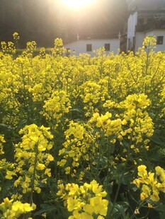 婺源春日油菜花田美景