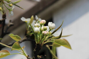 婺源盆栽白花绽放