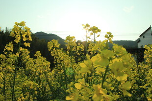 婺源金黄花海中的乡村景致