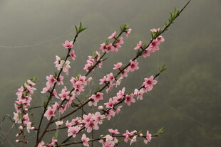 婺源枝头绽放的粉嫩桃花