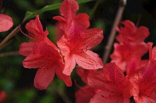 婺源鲜艳红杜鹃绽放