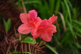 婺源娇艳盛开的粉红色杜鹃花