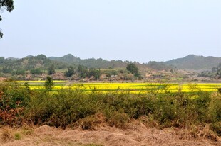 婺源金黄田野风光