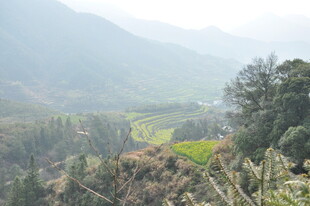 婺源山间绿野风光