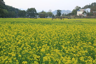 婺源金黄油菜花田田园美景
