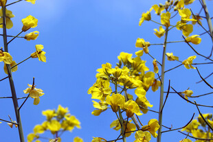 婺源蓝天映衬下的灿烂黄花