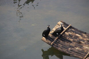 婺源木筏上的鸬鹚