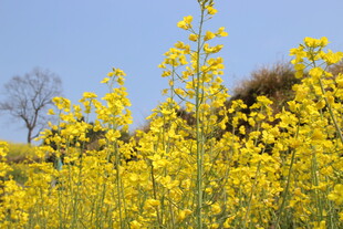 婺源春日油菜花田美景